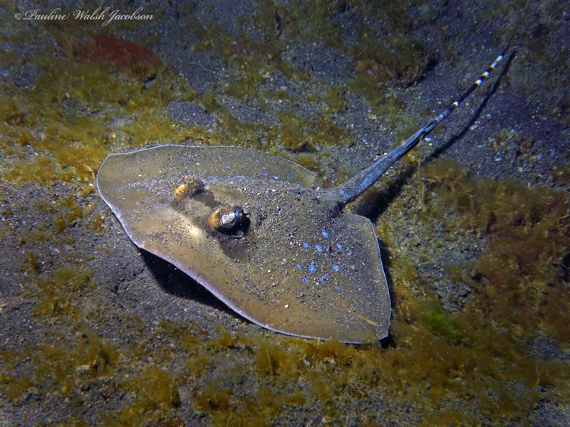 Maskrayx Oriental Blue-spotted Maskray, Oriental Blue-spotted Stingray, Spotted ...