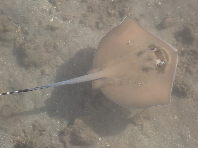 , Caledonian Maskray, New Caledonian Maskray, Coral Sea Maskray - Neotrygon trigonoides, Neotrygon trigonoides