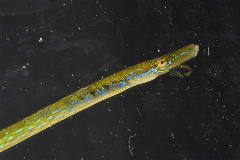 Straightnose pipefish, Straightnose Pipefish, Nerophis ophidion