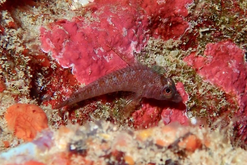 Scalyhead Triplefin – Norfolkia squamiceps