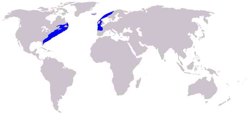 North-Atlantic-Right-Whale-Eubalaena-glacialis-Map-distribution-occurence