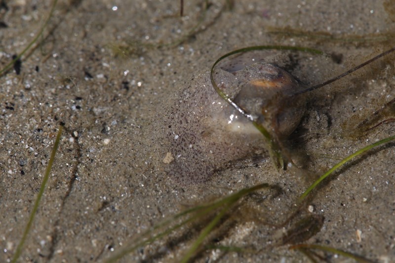 , Comma Cecklace Shell, Gualteri's Moon Snail - Notocochlis gualteriana, Notocochlis gualteriana