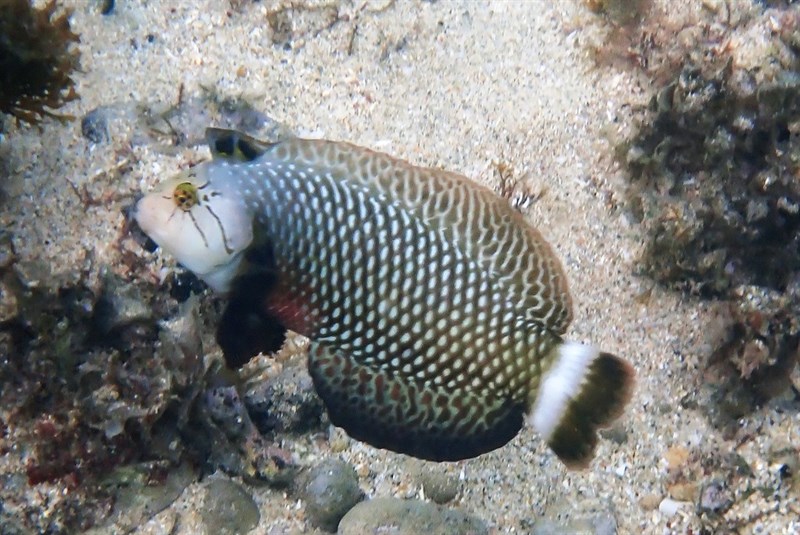 Rockmover wrasse, Dragon Wrasse, Masked Wrasse, Olive-scribbled Wrasse, Reindeer Wrasse, Rockmover Wrasse, Tahiti Sand Wrasse, Novaculichthys taeniourus