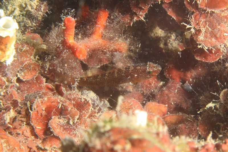 Coralline goby, Coralline Goby - Odondebuenia balearica, Odondebuenia balearica