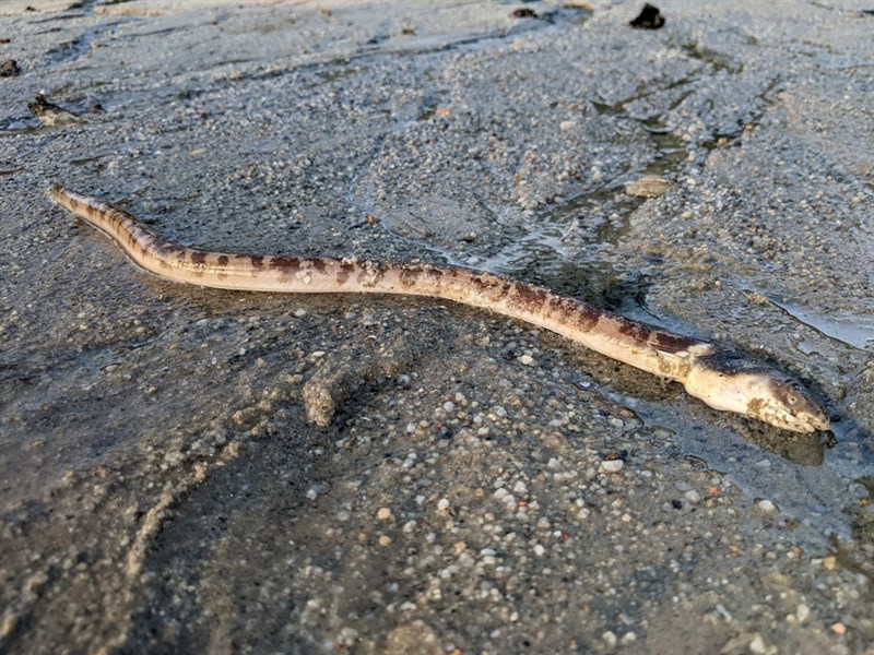 Evermann's snake eel, Ophichthus lithinus, Ophichthus lithinus