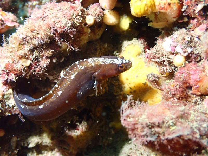 Frosted snake blenny, Ophiclinus gabrieli, Ophiclinus gabrieli