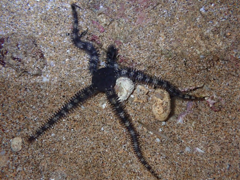 , Spiny Brittle Star - Ophiocoma erinaceus, Ophiocoma erinaceus