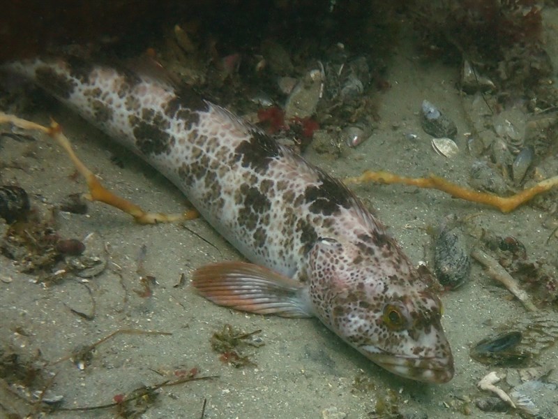 Lingcod, Ophiodon elongatus