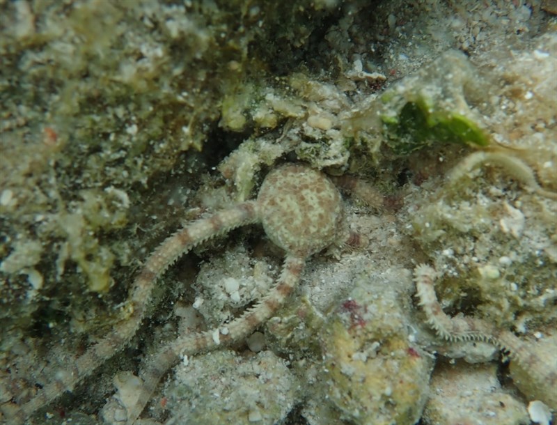 , Limy Brittle Star - Ophiomyxa flaccida, Ophiomyxa flaccida