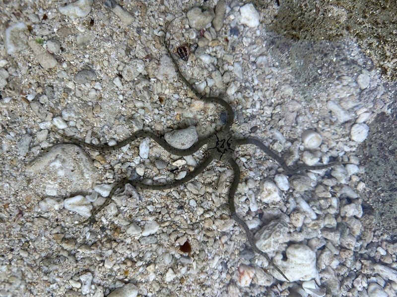 , Ophioplocus imbricatus, Ophioplocus imbricatus