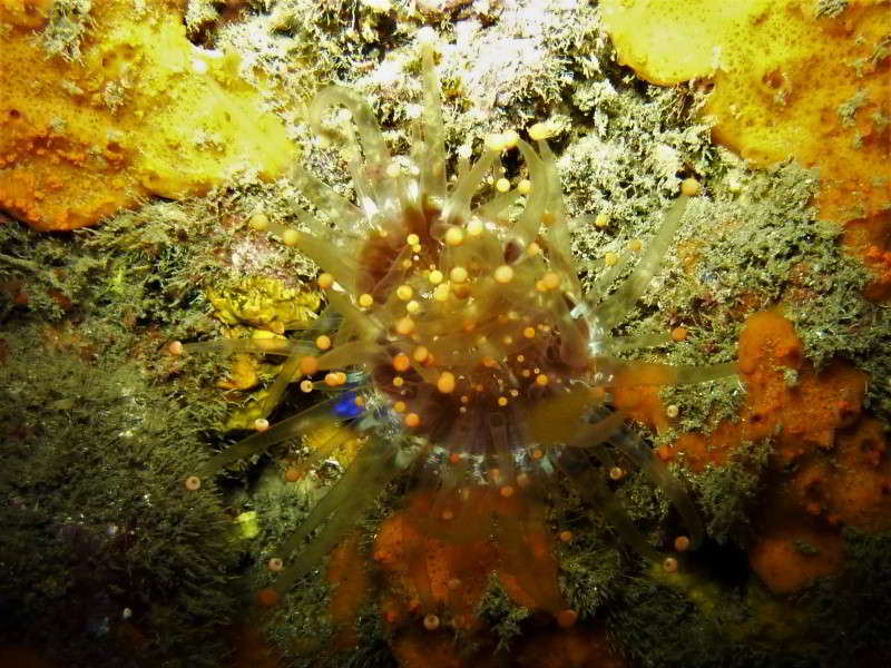 Orange-Ball-Anemone-Pseudocorynactis-caribbeorum-image-anthozoa-scuba-diving-canary-islands-species