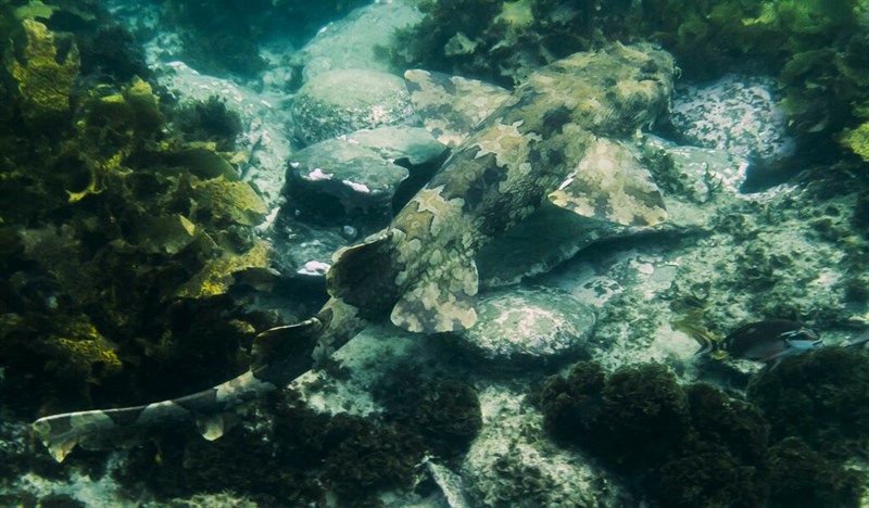 Banded wobbegong, Spotted Wobbegong, Gulf Wobbegong, Banded Carpet Shark, Banded Wobbegong, Carpetshark, Gulf Wobbegong, Wobbegong, Orectolobus halei