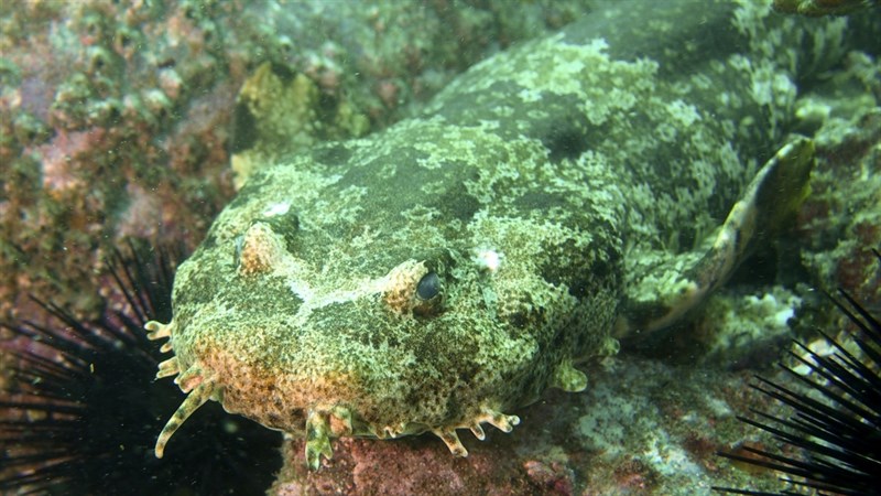 Ornate wobbegong, Ornate Wobbegong - Orectolobus ornatus, Orectolobus ornatus