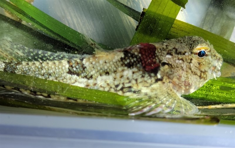 Snubnose sculpin, Snubnose Sculpin - Orthonopias triacis, Orthonopias triacis