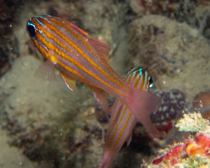 Yellowstriped cardinalfish, Yellowstriped Cardinalfish, Ostorhinchus cyanosoma