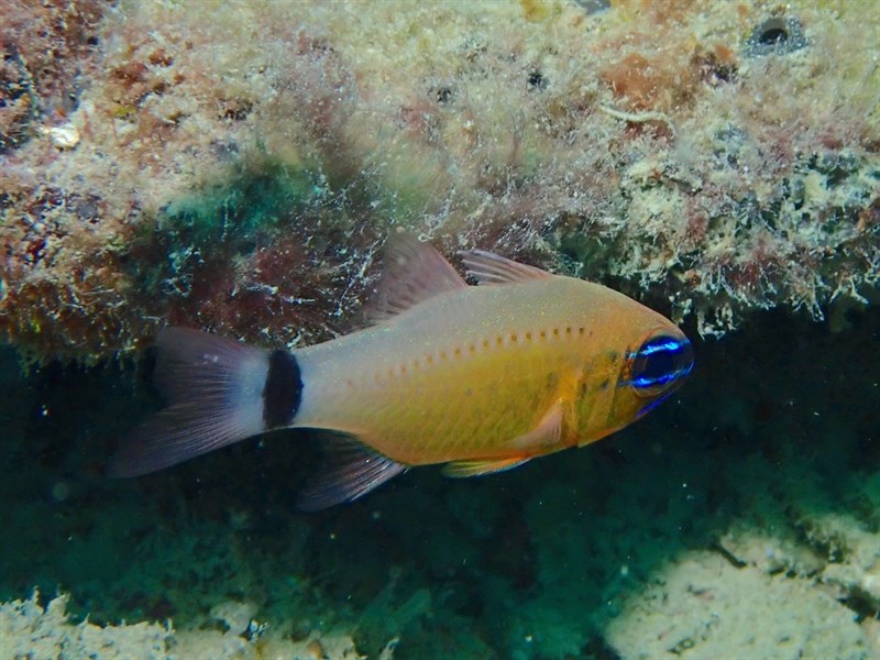 Flower cardinalfish, Cardinalfish, Ostorhinchus fleurieu