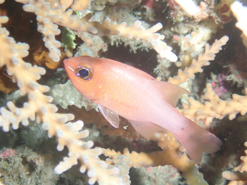 Microspot cardinalfish, Microspot Cardinalfish, Ostorhinchus microspilos