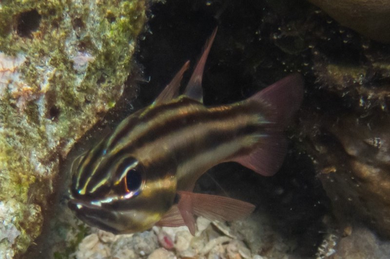 Blackstripe cardinalfish – Ostorhinchus nigrofasciatus