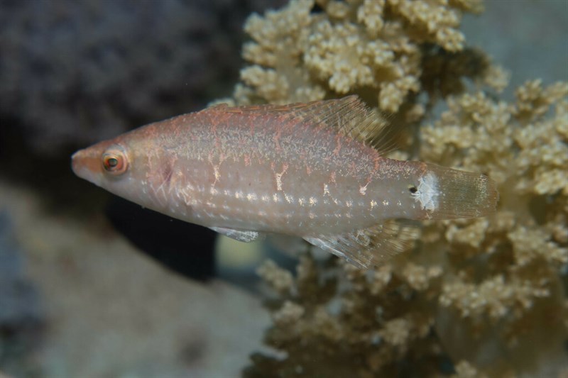 Mental wrasse, Mental Wrasse, Oxycheilinus mentalis