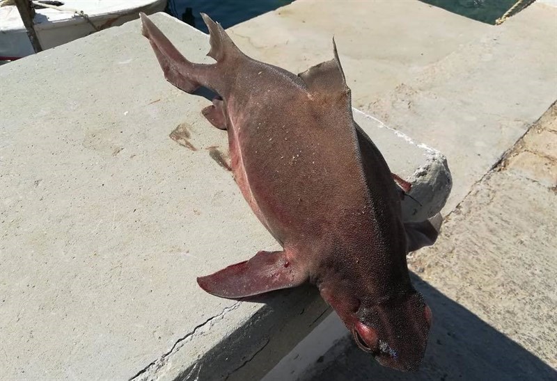 Aangular Roughshark Angular roughshark – Oxynotus centrina