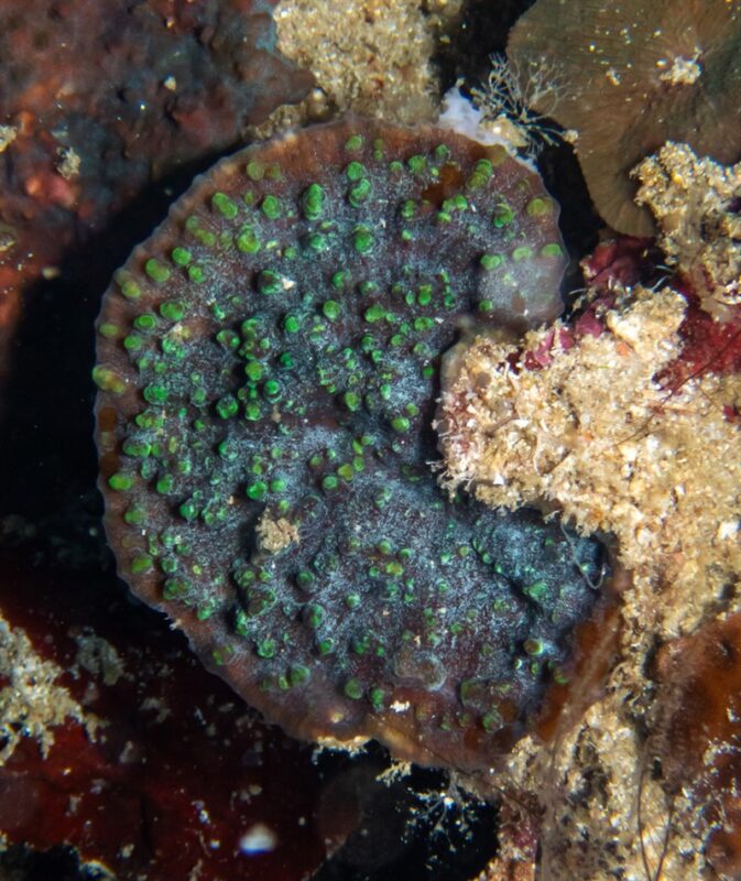 , Stony Coral, Oxypora lacera