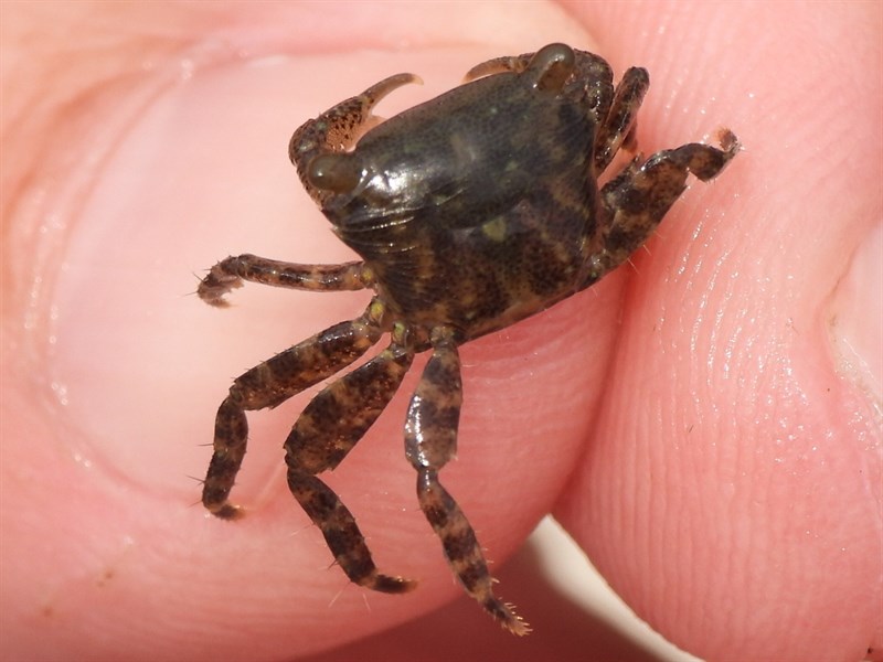 , Pachygrapsus gracilis, Pachygrapsus gracilis