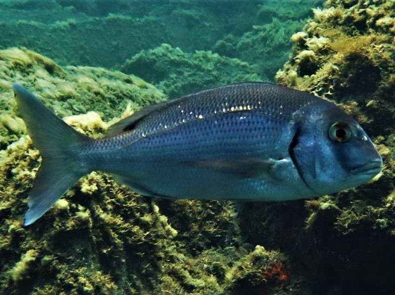 Pagrus-pagrus-Red-porgy-Common-Sea-Bream-Seabream-atlantic-ocean-scuba-diving-canary-islands-Mediterranean-Sea