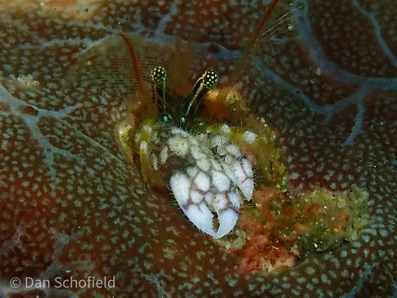 , Morgan's Coral Hermit Crab, Paguritta morgani