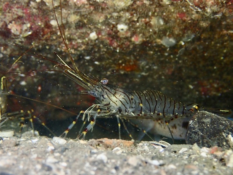 , Common Prawn, Palaemon serratus