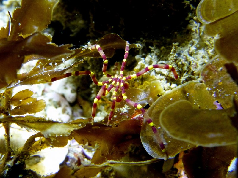 , Yellow Kneed Sea Spider, Pallenella harrisi