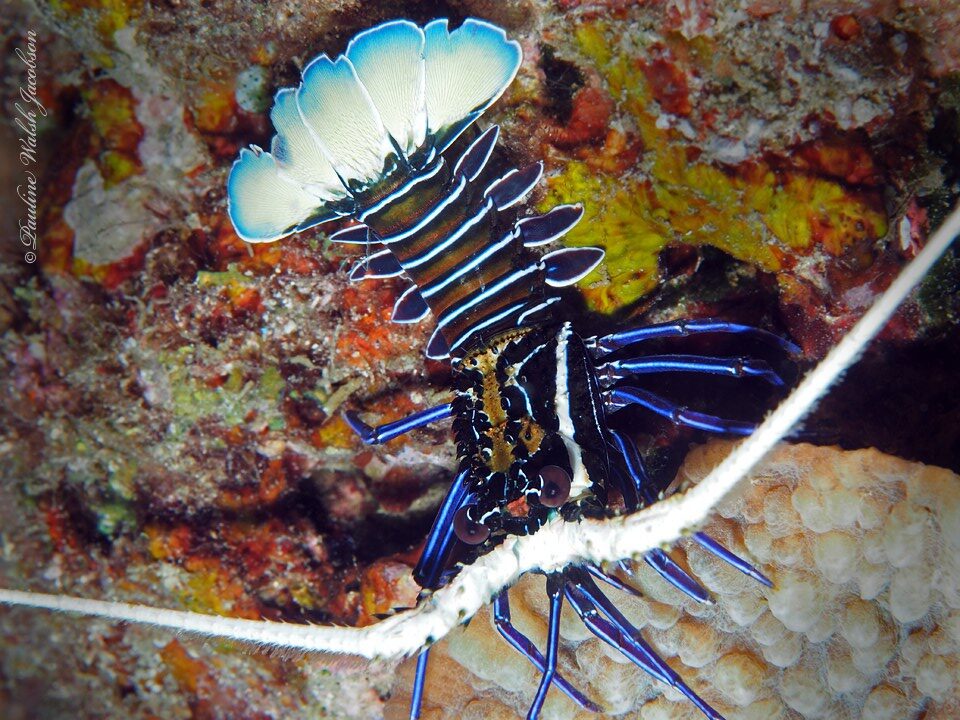 , Painted Spiny Lobster, Panulirus versicolor