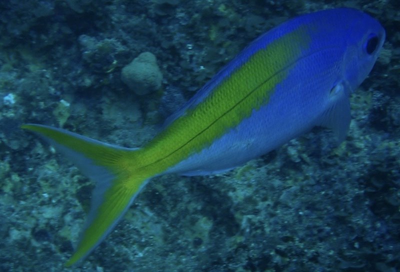 Yellowtail blue snapper, Yellowtail Blue Snapper, False Fusilier,  Gold-backed Fusilier, Pedley's Fusilier, Southern Fusilier, Paracaesio xanthura