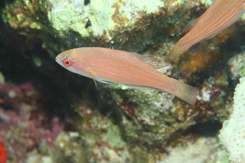 Red Sea eightline flasher, Red Sea Eightline Flasher, Paracheilinus octotaenia