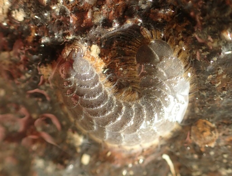 , Scale Worm - Paralepidonotus ampulliferus, Paralepidonotus ampulliferus