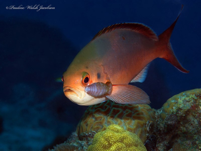 Creole-fish, Paranthias furcifer