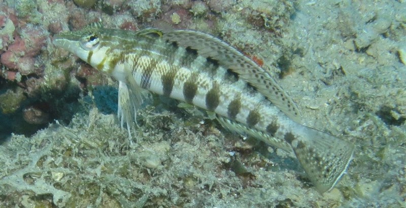 , Southern Grubfish, Parapercis australis