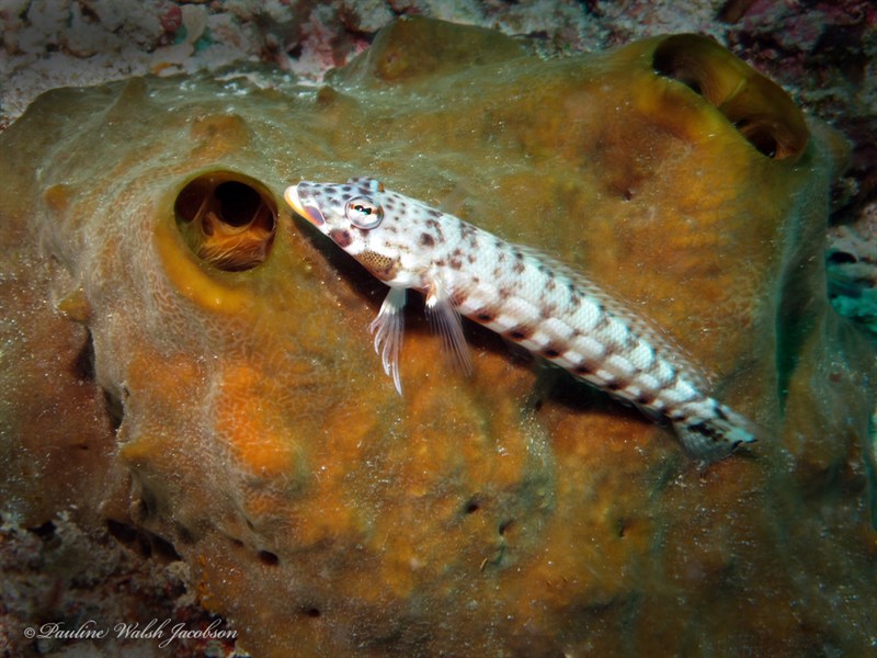 Latticed sandperch, Latticed Sandperch, Parapercis clathrata