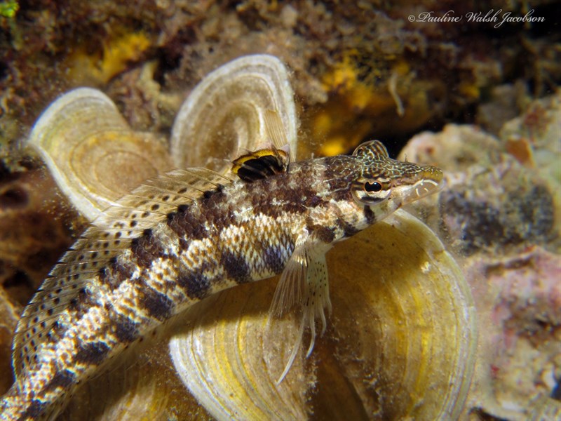 Cylindrical sandperch, Cylindrical Sandperch, Parapercis cylindrica