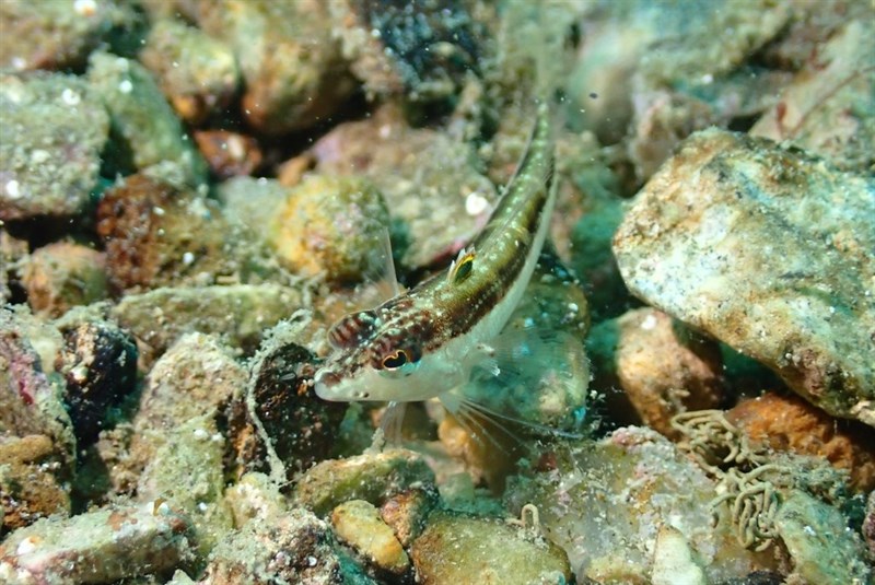 Wavy grubfish, Wavy Weever, Wavy Grubfish - Parapercis haackei, Parapercis haackei