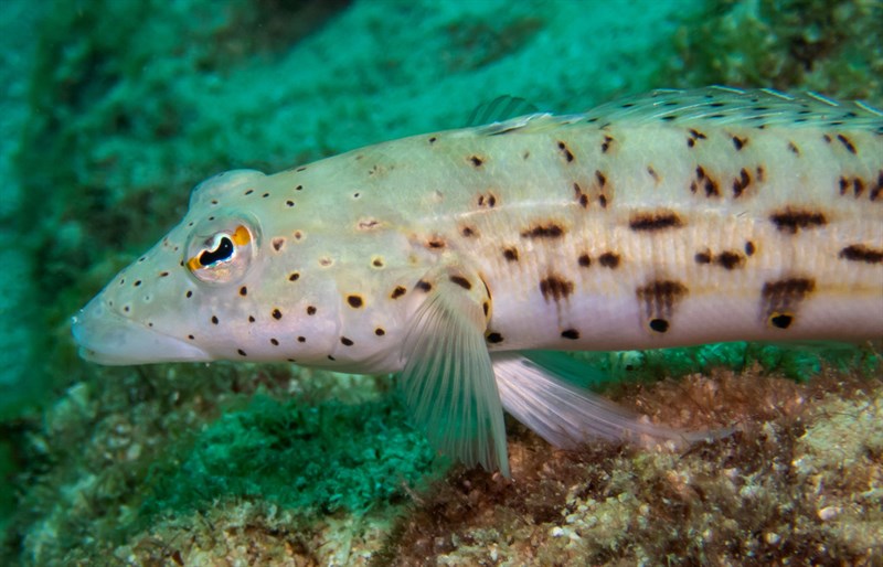 Speckled sandperch, Speckled Sandperch, Spotted Sandperch, Parapercis hexophtalma