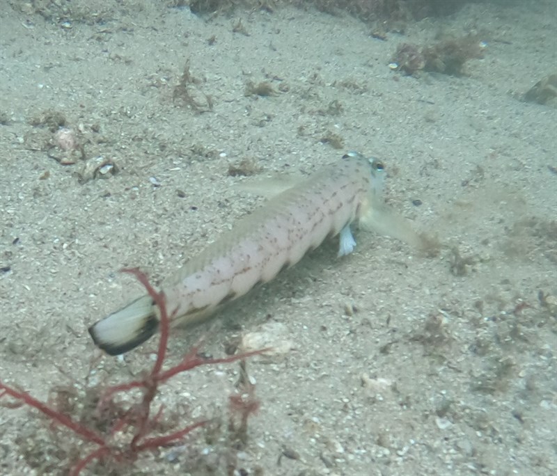 Spotted grubfish, Spotted Grubfish, Ramsay's Grubfish, Spotted Weever - Parapercis ramsayi, Parapercis ramsayi