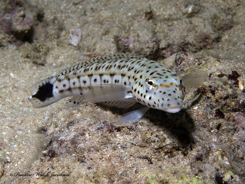 , Parapercis xanthogramma