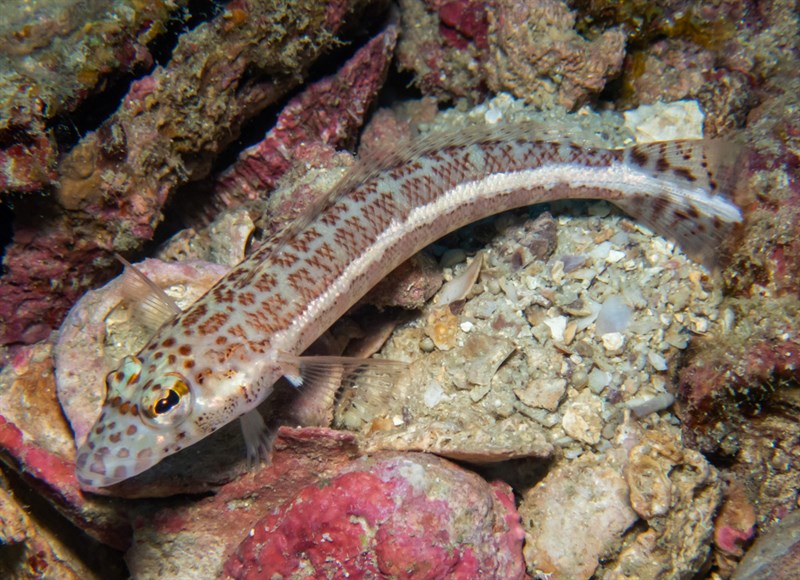 Yellowbar sandperch, Java Sandperch, Whitestripe Sandperch, Yellowband Grubfish, Yellowbar Sandperch, Yellowspot Grubfish, Yellow-spot Grubfish Peppered Grubfish, Parapercis xanthozona