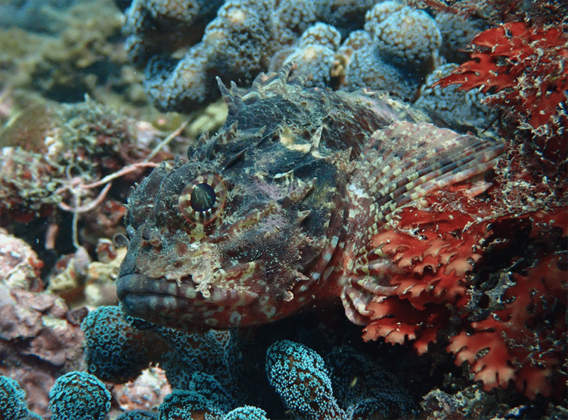 Golden scorpionfish, Byno Scorpionfish, Golden Scorpionfish, Parascorpaena aurita