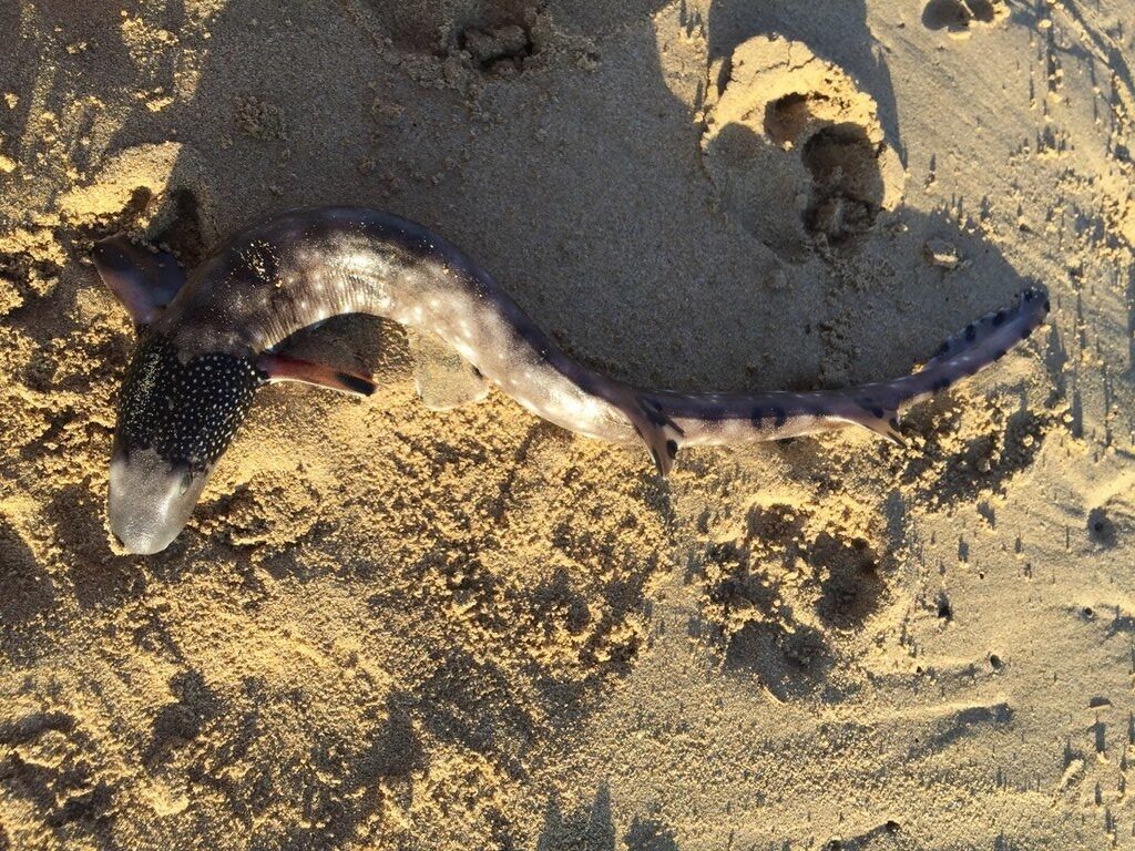 Varied carpetshark, , Parascyllium variolatum