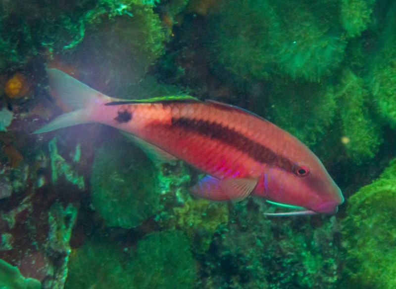 Long-barbel goatfish, Band-dot Goatfish, Dot And Dash Goatfish, Long-barbeled Goatfish, Long-barbel Goatfish, Parupeneus macronemus