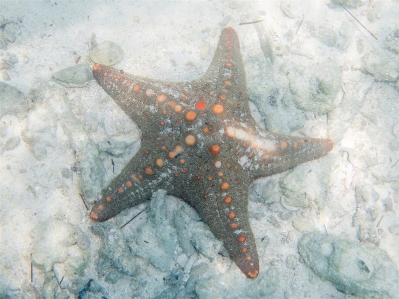 , Common Knobbed Starfish, Multicolor Knobbed Starfish, Pentaceraster mammillatus