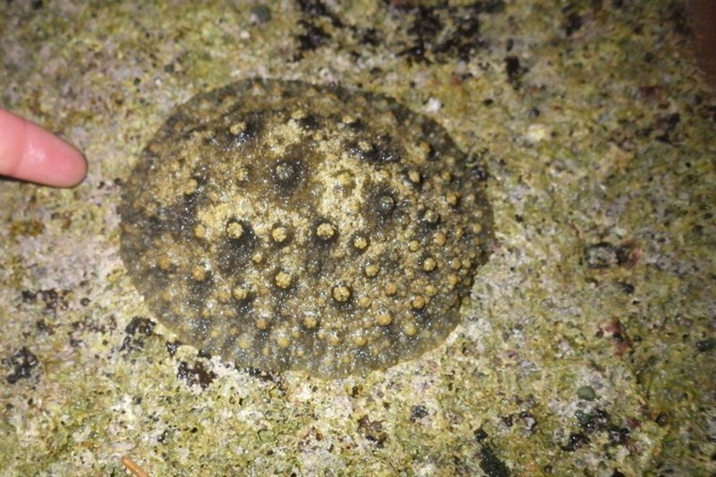 , Ornate Onch Slug - Peronia peronii, Peronia peronii