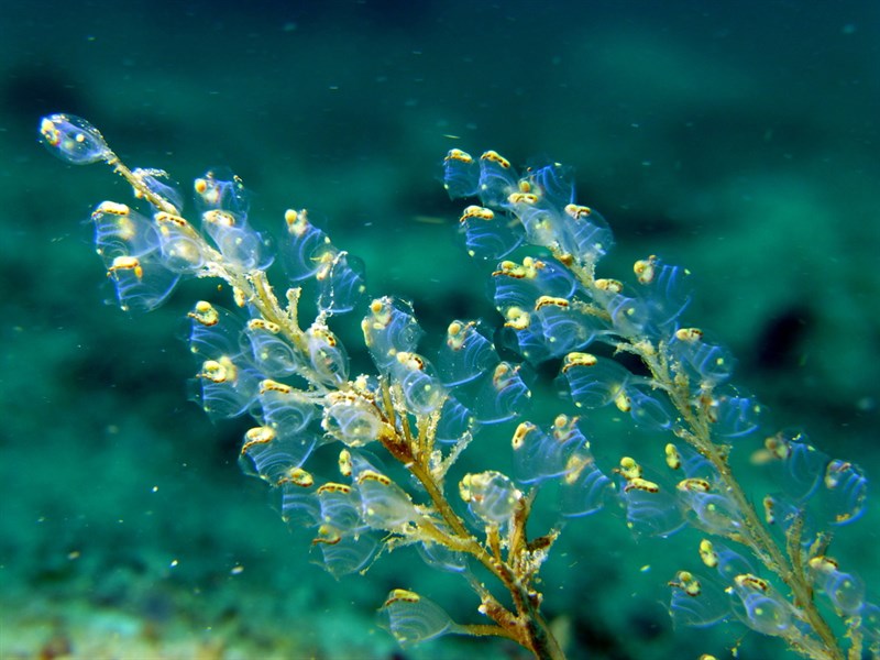 , Blue Bell Sea Squirt, Perophora namei