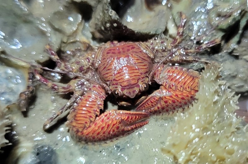 , Banded Porcelain Crab - Petrolisthes galathinus, Petrolisthes galathinus